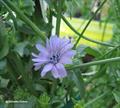 Cichorium endivia